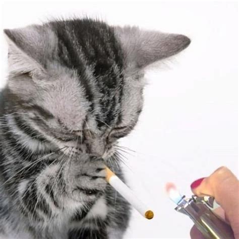 chatovod smoking|Subscriptions .